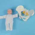 thumbnail image 5 of Human Female Pelvis Model with baby Female Pelvis , for Students Teaching Display Science Education Study, 5 of 8