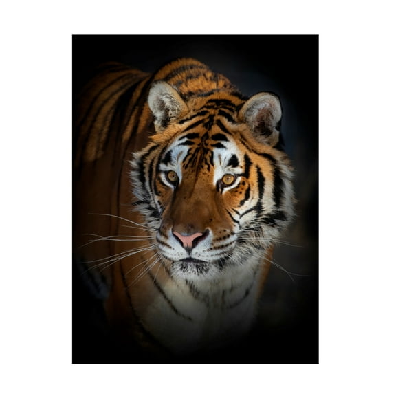 Canvas Wall Art - Jim Cumming 'Portrait Of A Siberian Tiger' Wall Art for Living Room, Bedroom, or Office Décor by Trademark Fine Art - 14 x 19 Inches
