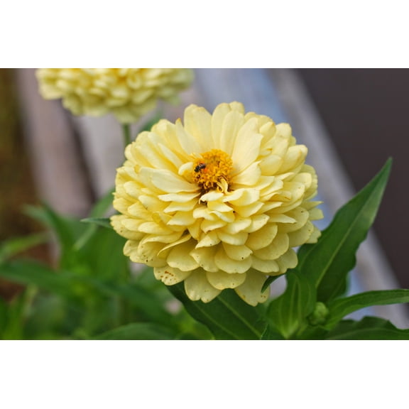 250 ISABELLINA ZINNIA Elegans Pastel Light Yellow Double Heirloom Flower Seeds