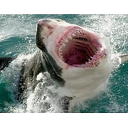 Angle View: Great White Shark Mouth Open Teeth Edible Cake Topper Image ABPID00078