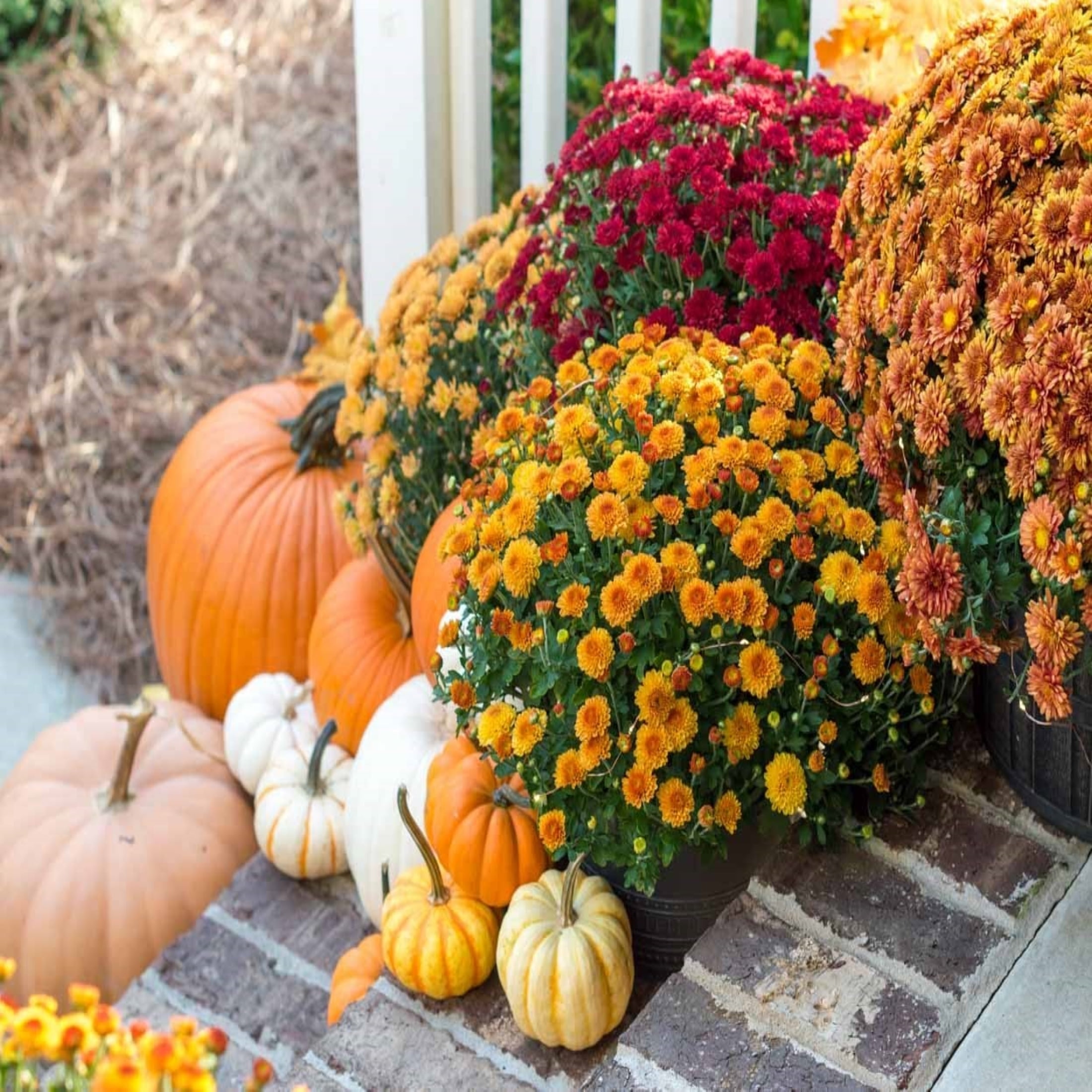 Expert Gardener 3.0QT Orange Mum Live Plant in Grower Pot Full Sun