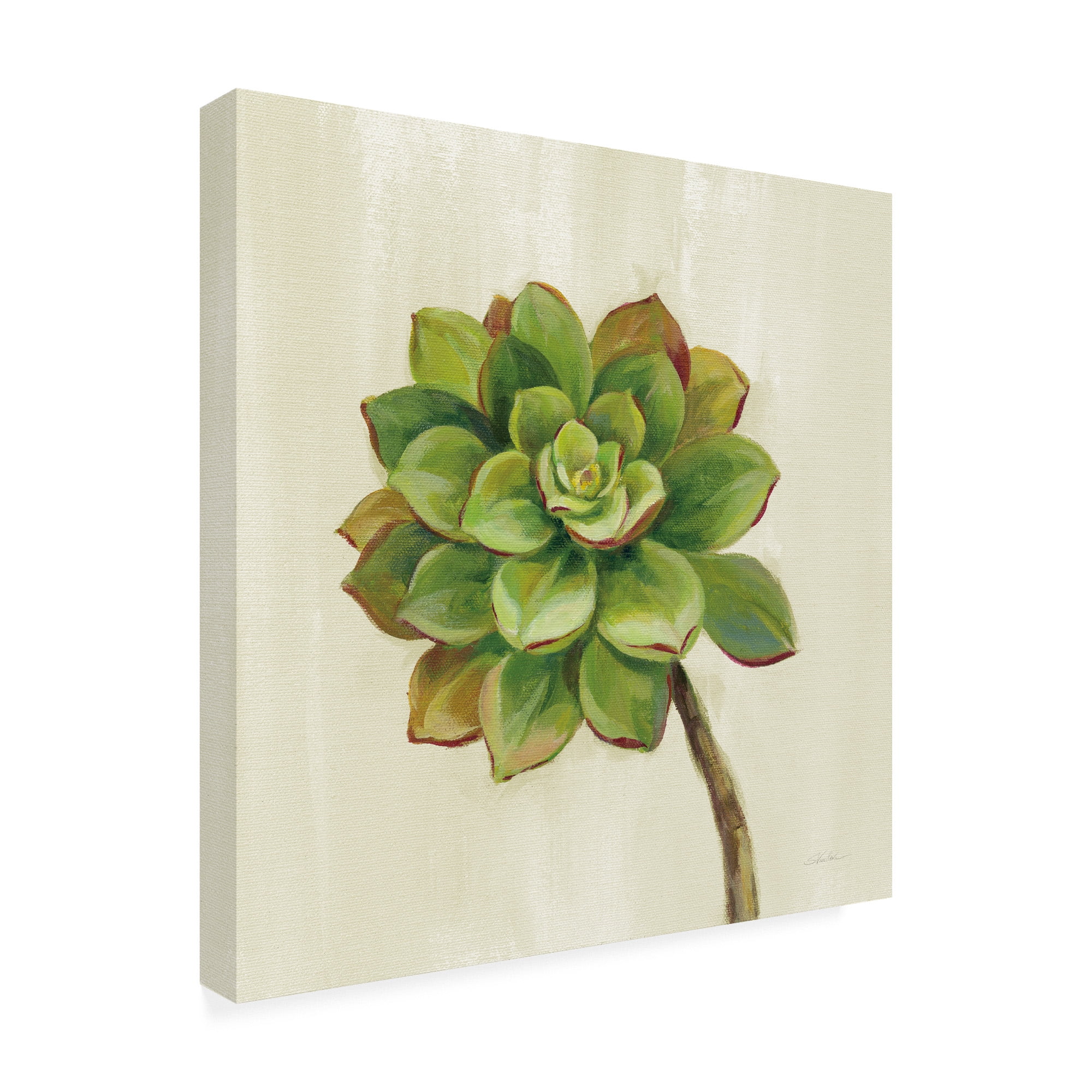 Trademark Fine Art 'Front Yard Succulent IV' Canvas Art by Silvia Vassileva