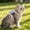 Pink#177, variant on Adjustable H-Shape Pet Harness, Polyester Blue or Pink Escape-Resistant Vest for Cats and Small Dogs, Soft Breathable Design for Outdoor Walks