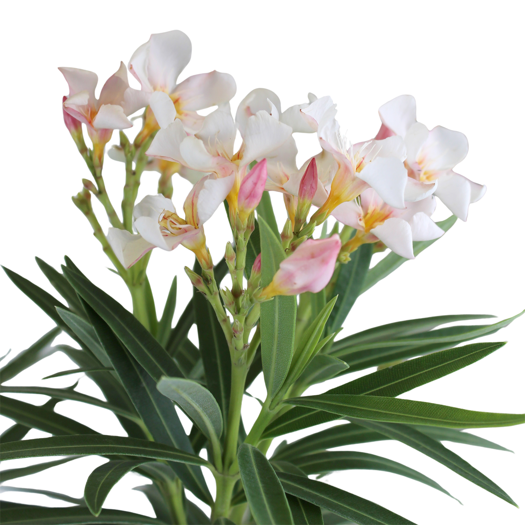 Expert Gardener White Oleander Live Plant, 18-24 in Tall, 2.25 gal