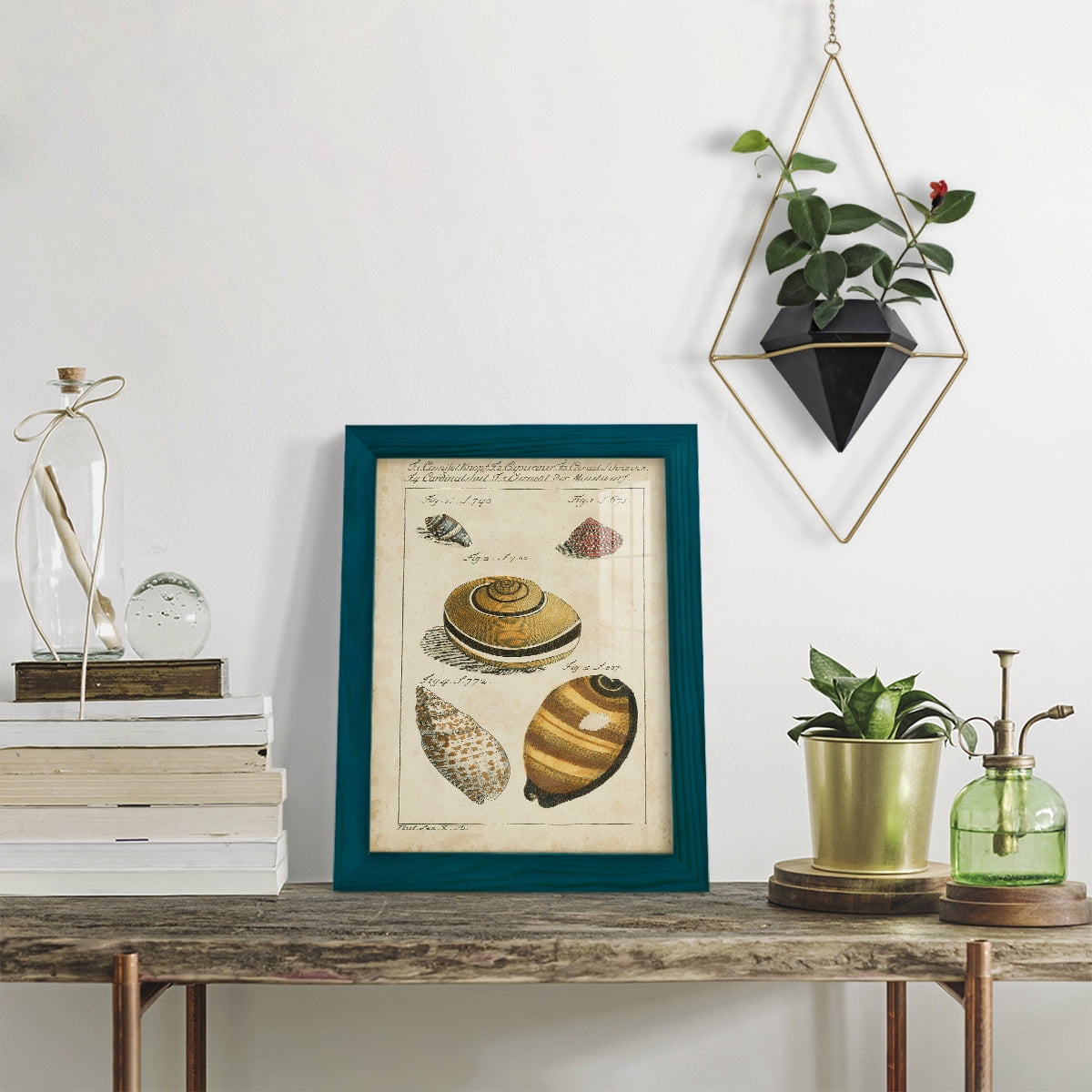 Vintage Shell Study IV -Framed Print w/glass-Ocean Blue