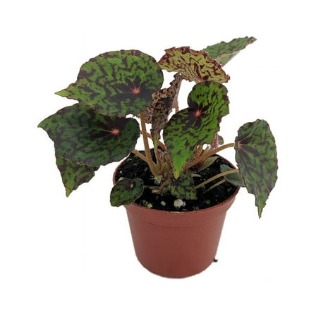 Mysterious Red Planet Begonia Plant -2.5" Pot- Terrarium/Fairy Garden/HousePlant