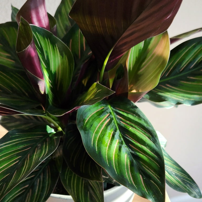 Pet Safe Pinstripe Calathea Houseplant | 6in. Pot; Indirect Sun | Element  Exotics by Altman Plants - Walmart.com