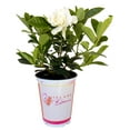 thumbnail image 2 of (4 pack) Island Blooms Gardenia Live Plants, 2 of 3