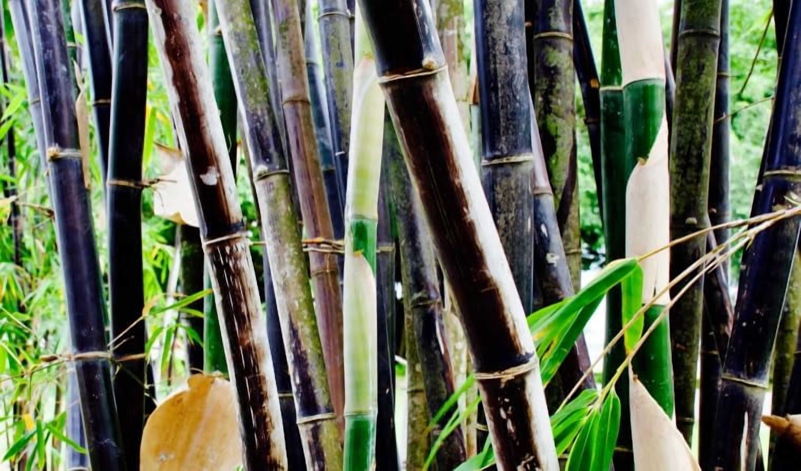 1,000+ Fresh Black Bamboo Seeds for Planting | Great for Privacy, Fast Growing