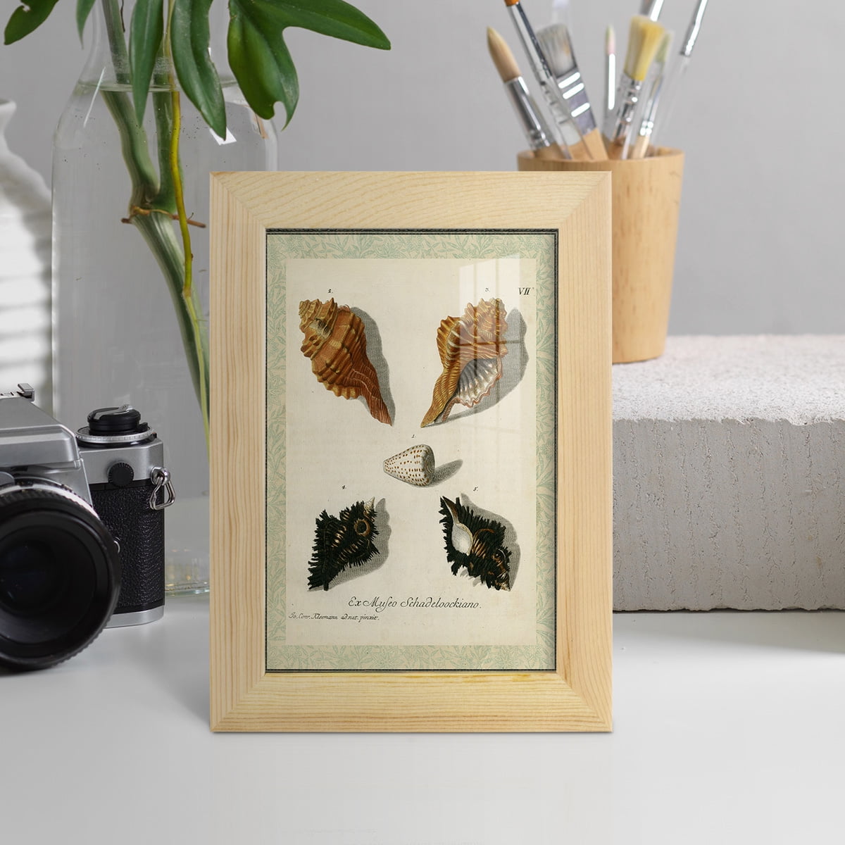 Bookplate Shells I - Framed Print w/glass - Natural Wood