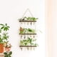 thumbnail image 3 of Jarrones de tubo de ensayo Propagador de plantas hidropónicas Terrario Simple Elegante Estación de propagación de plantas de 3 niveles para habitación Oficina Balcón Marrón Inevent HA011384-01B, 3 of 7
