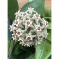 thumbnail image 3 of Hoya Limoniaca, 4" Plant, The Plant Farm, 3 of 3