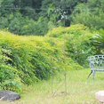 thumbnail image 2 of Arcadia Garden Products 6' Autumn Leaf Metal Arched Trellis, 2 of 3