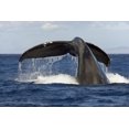 thumbnail image 2 of Hawaii Lanai Tail of a humpback whale. Poster Print, 2 of 4