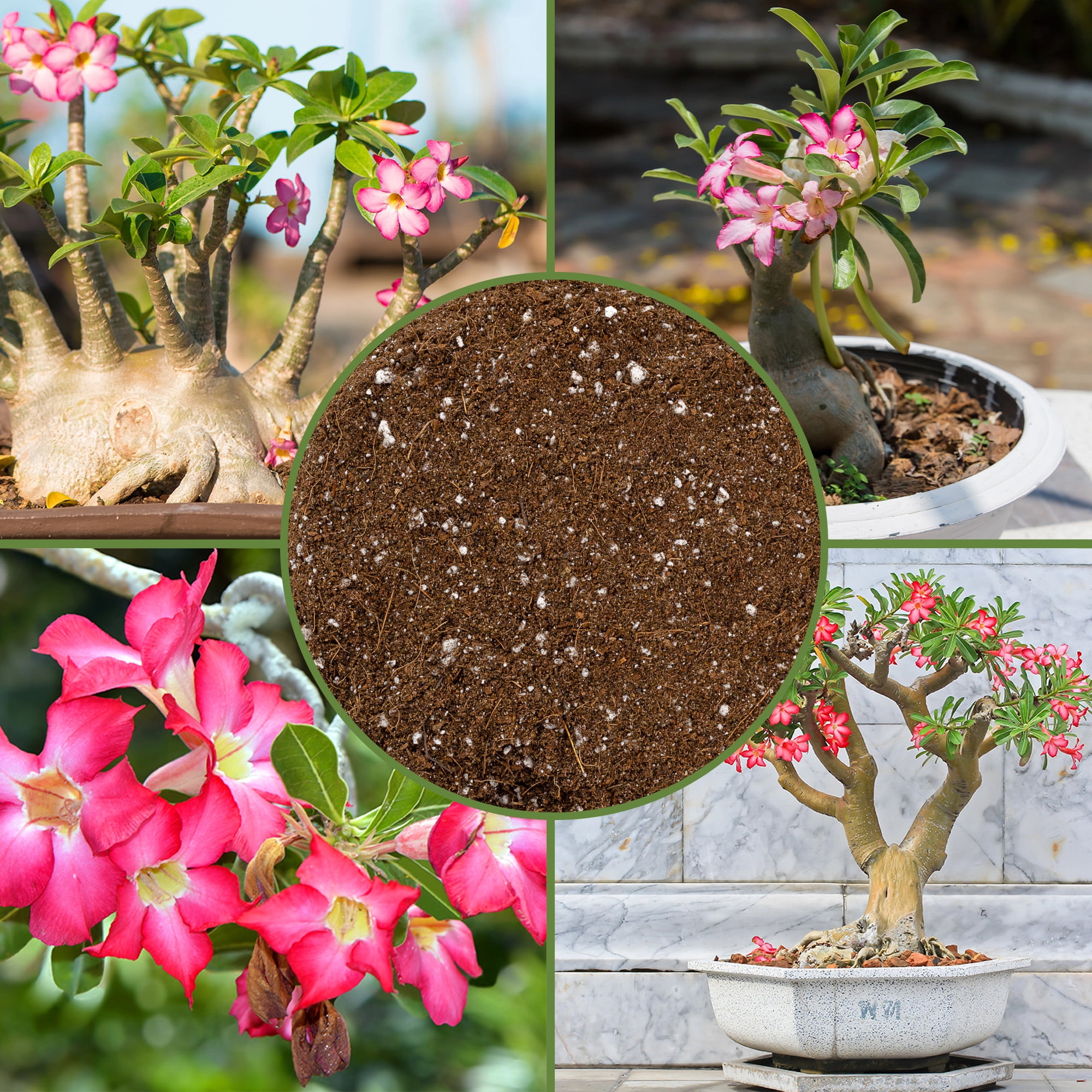 Desert Rose Potting Soil Mix (8 Quarts), Hand Blended Small Batch Soil Blend for Desert Rose Plant