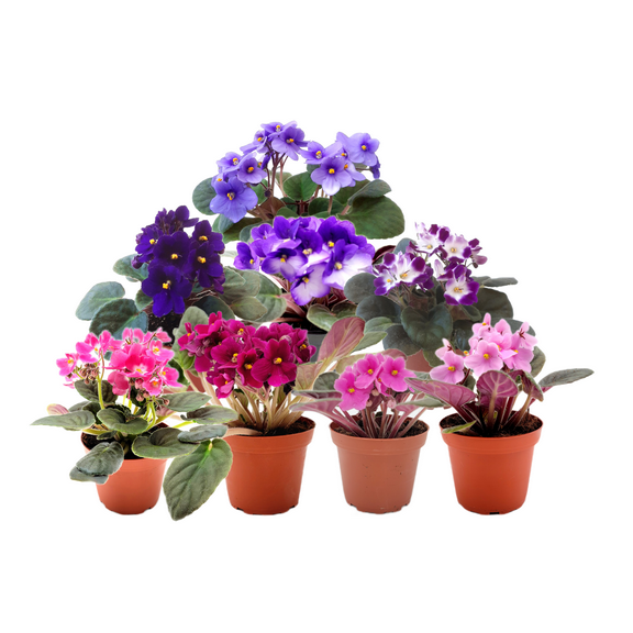 8-Pack of 4” Pot African Violets, Saintpaulia ionantha, from 12 Available Colors, Colors May Vary but All Different, African Violet Live Plant, African violet plants, Plant Gifts, Holiday Gifts