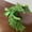 Dream green, variant on 3D Printing Phoenix Novelty Longevity Bird Simulated Desktop Ornament Decoration Funny Boys and Girls 1pcs