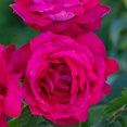 thumbnail image 3 of Heirloom Roses Sweet Spirit Grandiflora Rose Live Plants, 3 of 3