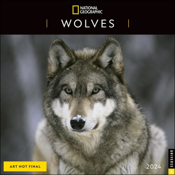 National Geographic Wolves 2024 Wall Calendar (Calendar)