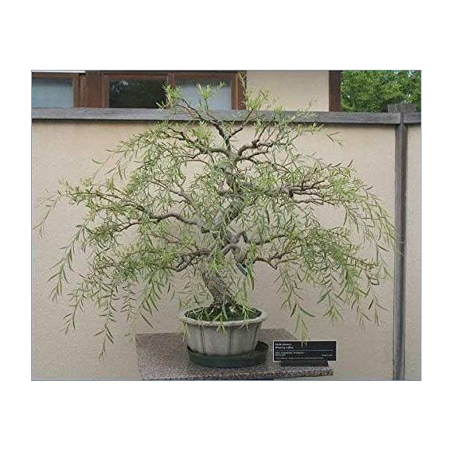 CZ Grain Bonsai Dwarf Weeping Willow Tree – Thick Trunk Cutting Live Plant