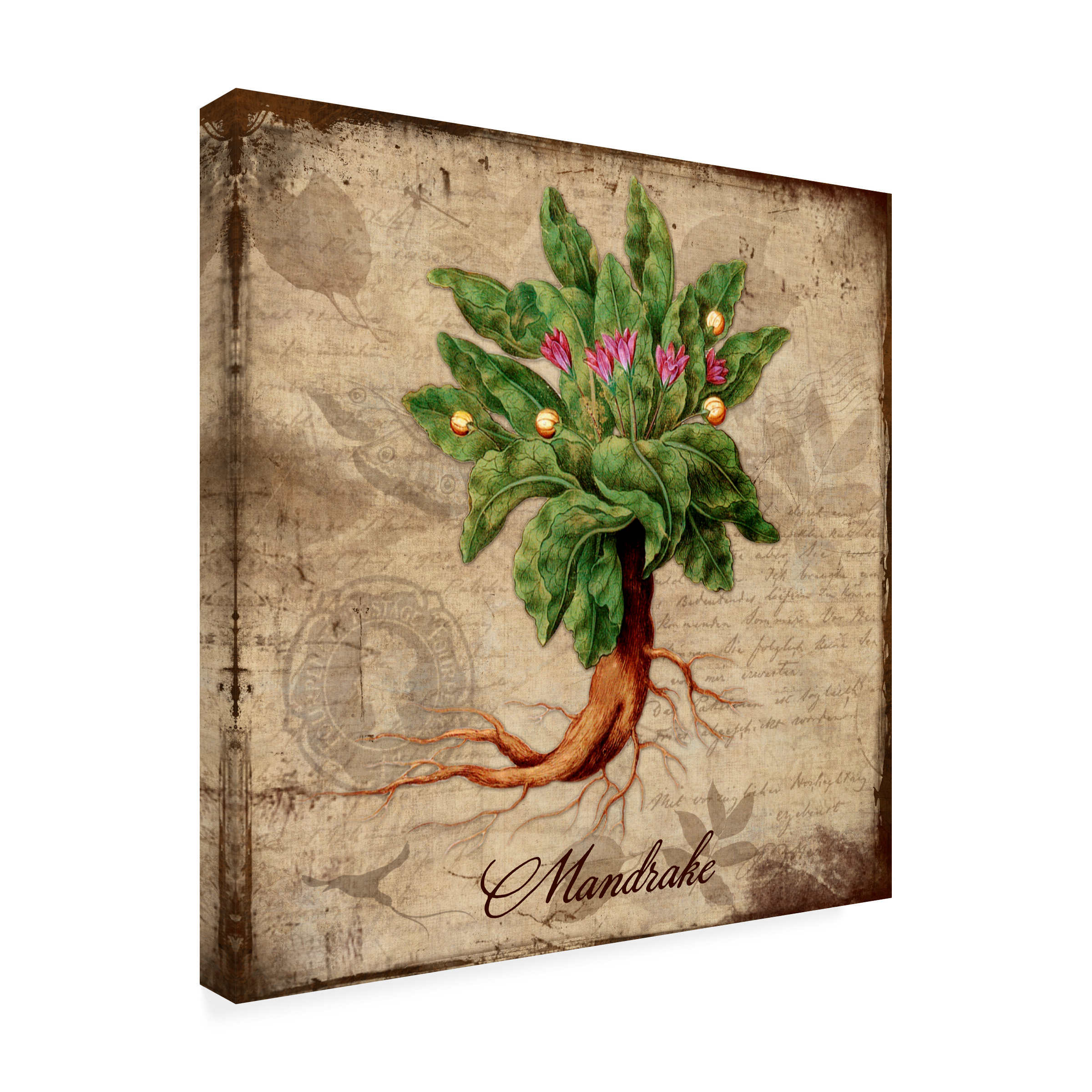 Trademark Fine Art 'Mandrake' Canvas Art by Tina Lavoie
