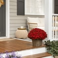 thumbnail image 4 of Better Homes & Gardens 2.5Gal Red Garden Chrysanthemum Plant Decorative Basket Sun, 4 of 6