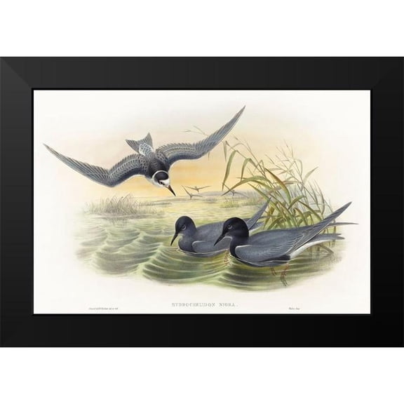 Gould, John 14x11 Black Modern Framed Museum Art Print Titled - Hydrochelidon nigra