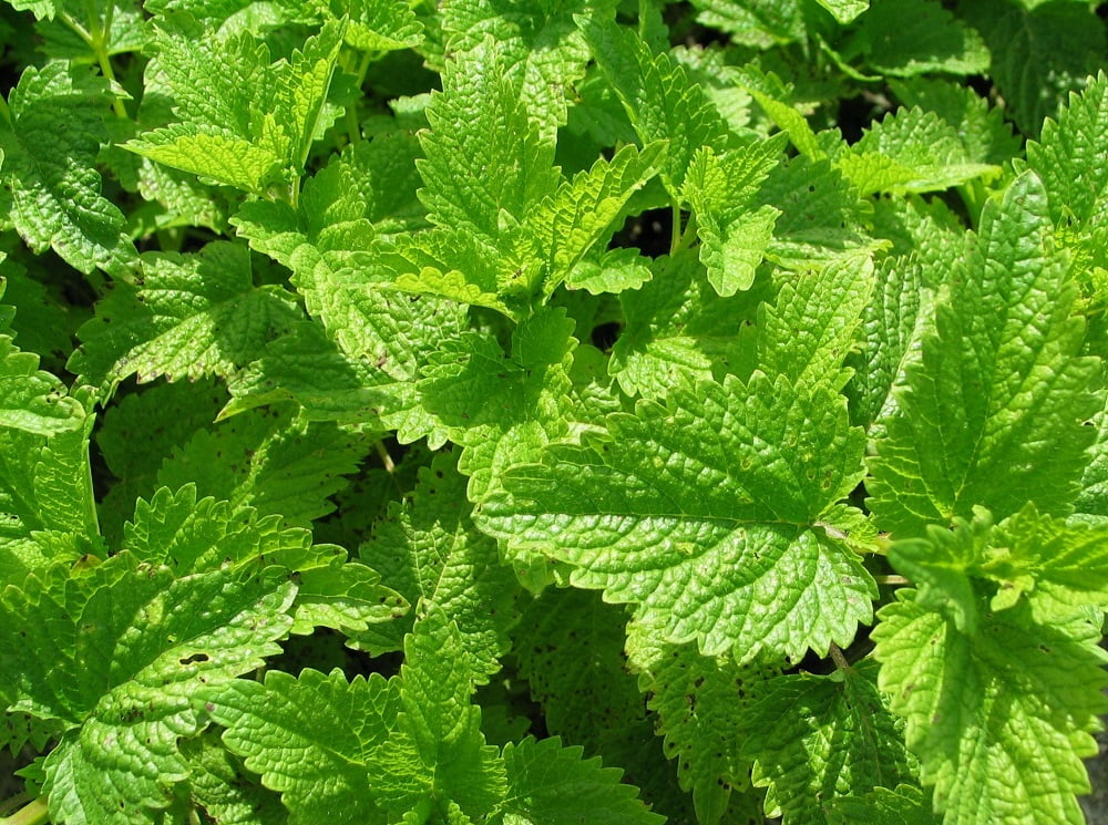 Citronella Lemon Balm Perennial 25 Plants Mosquito