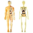 thumbnail image 2 of 3D Human Body Anatomy Model Children Plastic DIY Skeleton Toy Science Early Learning Aids Educational Toys, 2 of 6