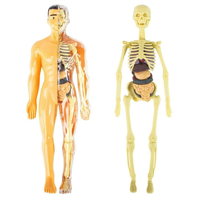 3D Human Body Anatomy Model Children Plastic DIY Skeleton Toy Science Early Learning Aids Educational Toys