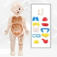 thumbnail image 4 of Modelo de anatomía del cuerpo humano para niños, órgano de aprendizaje educativo, juguete ensamblado, herramienta de enseñanza de órganos corporales, 4 of 8