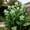 F, variant on Canna, Low Maintenance - Easy Grow - Ideal for Beds Borders, Plant Pots & Planters