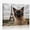 B, variant on XaaKee Canvas Wall Art Prints Tabby Cat Selfie Travel Concept Artwork Art Prints Inner Framed 18*12Inch