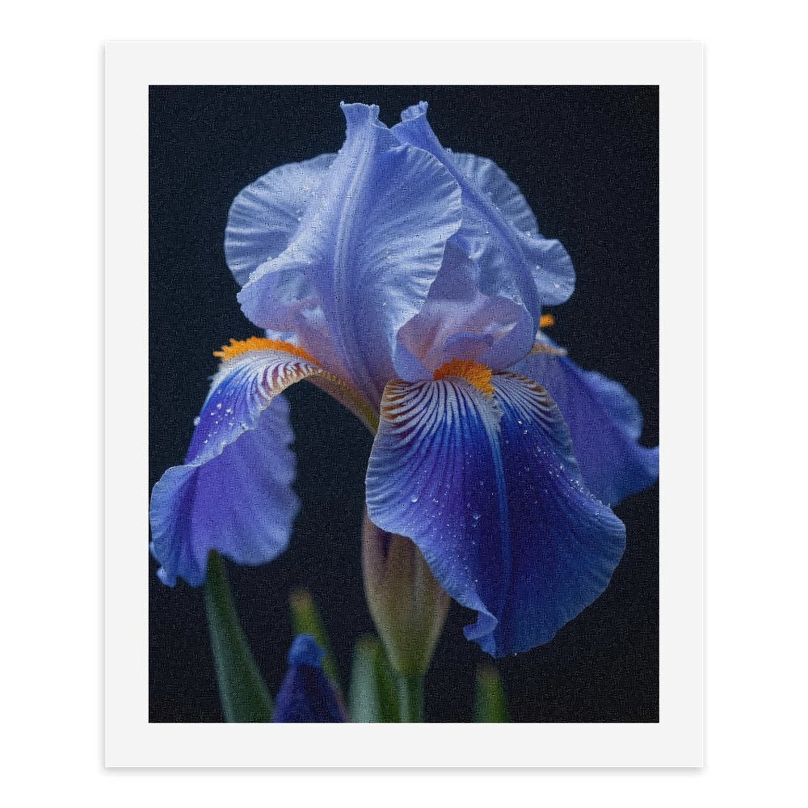 Paint by Numbers Kit for Adults, Blue Iris Petals Closeup Elegance Paint by Numbers, Easy Paint by Numbers Kit for Adults Beginner, DIY Adult Paint by Number Kits on Canvas, Home Decor
