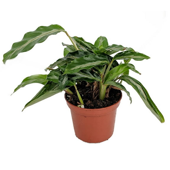 Mini Prayer Plant - Calathea Gay Feather -World's Smallest Prayer Plant-2.5" Pot
