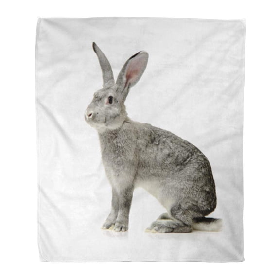 SIDONKU Throw Blanket 58x80 Inches Gray Wild Grey Rabbit on White Agriculture Being Close Close Copy Detail Warm Flannel Soft Blanket for Couch Sofa Bed