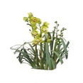 thumbnail image 4 of Orquídea premium en maceta por pieza, 4 of 4