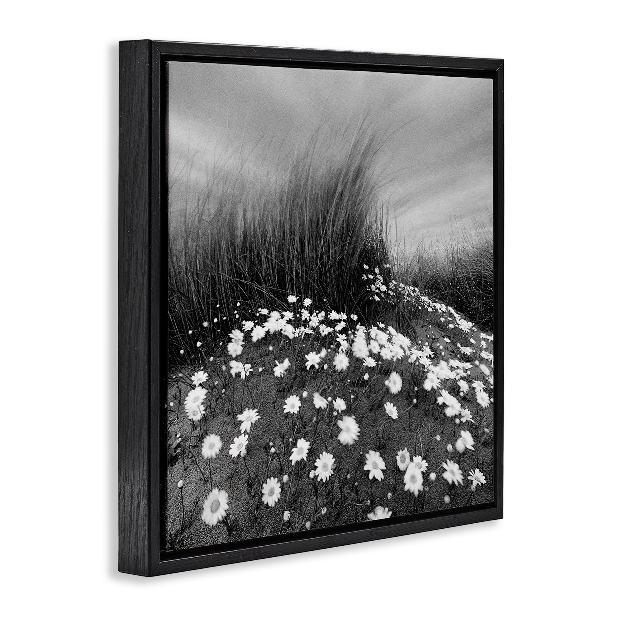Stupell Industries Sand Daisies on Hill Landscape Photography Black Floater Framed Art Print Wall Art, 25 x 25