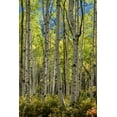 thumbnail image 2 of Head, Danny 11x14 Black Ornate Wood Framed with Double Matting Museum Art Print Titled - Aspen Trunks II, 2 of 4