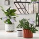 thumbnail image 4 of Plant Watering Bulbs Plant Watering Globes Glass Cactus Self Watering Planter Insert for Indoor and, 4 of 5