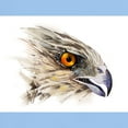 thumbnail image 3 of CafePress - Cooper Hawk Face Light T Shirt - Light T-Shirt - CP, 3 of 4