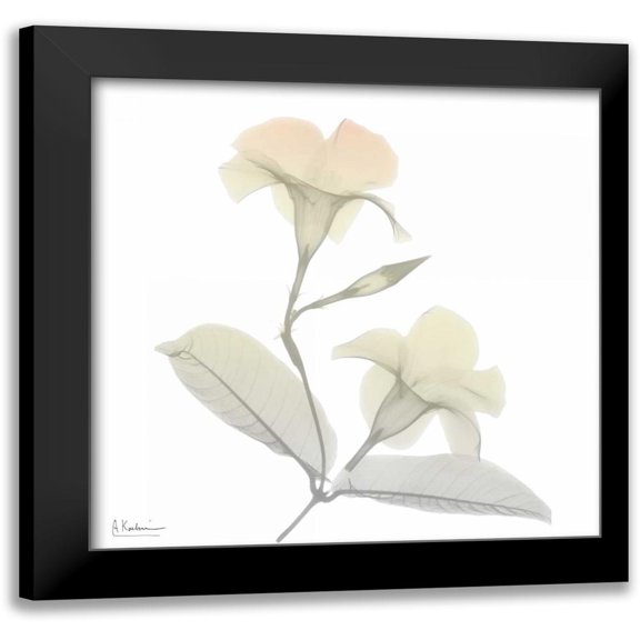 Koetsier, Albert 12x12 Black Modern Framed Museum Art Print Titled - Sunday Morning Mandelilla