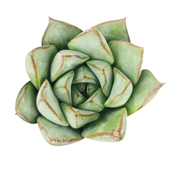 Echeveria Glory (2" No Pot) - Tiny, Lovely, and Easy to care Rosette Succulent