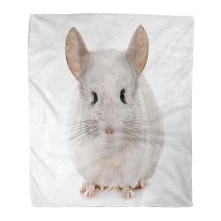 SIDONKU Throw Blanket Warm Cozy Print Flannel Andes Adult Chinchilla in Hands Front of White Fluffy Holding Little Pet Comfortable Soft for Bed Sofa and Couch 58x80 Inches