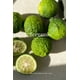 thumbnail image 2 of Aromatizantes En Spray Para Ropa Y Textiles B.KIND & BEYOND Te Verde y Bergamota 250 Ml, 2 of 6