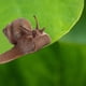 thumbnail image 3 of Kit de juguetes con forma de insecto y ciclo de vida de animales, 4 piezas, 3 of 5
