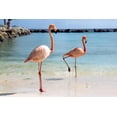 thumbnail image 2 of Flamingos Beach Wall Mural by Wallmonkeys Peel and Stick Graphic (18 in W x 12 in H) WM344506, 2 of 4