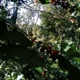 thumbnail image 4 of Café Artesanal 52 Special Edition Usa | Oaxaca - Molido, 4 of 5