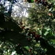 thumbnail image 4 of Café Artesanal 52 Special Edition Usa | Oaxaca - Molido, 4 of 5