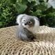 thumbnail image 4 of Lindo decoración de modelos fotográficos accesorios de enseñanza Adorable juguete de peluche regalo para animales juguetes de Sunnimix mini oso koala, 4 of 8